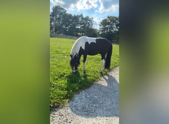 Falabella, Hengst, 3 Jaar, 97 cm, Gevlekt-paard