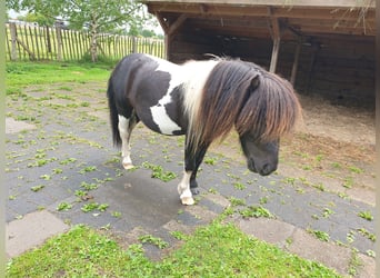 Falabella, Hengst, 3 Jahre, 81 cm, Tobiano-alle-Farben