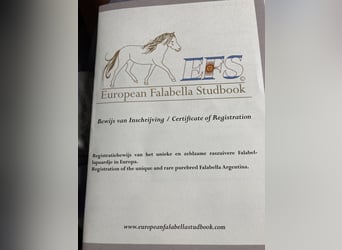 Falabella, Hingst, 1 år, 80 cm, Leopard-Piebald