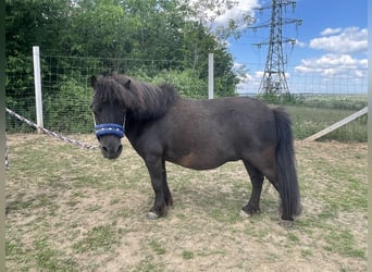 Falabella, Jument, 13 Ans, 80 cm, Noir