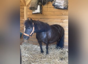 Falabella, Jument, 13 Ans, 80 cm, Noir