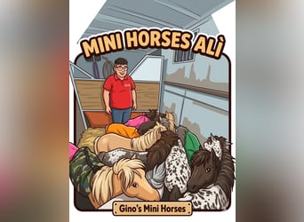 Falabella, Jument, 1 Année, 65 cm