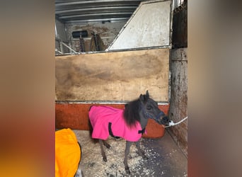 Falabella, Jument, 1 Année, 65 cm, Noir