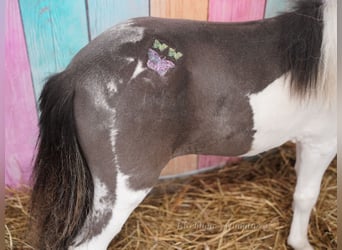 Falabella, Jument, 2 Ans, 74 cm