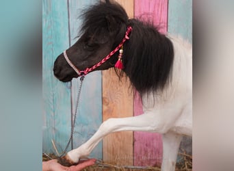 Falabella, Jument, 2 Ans, 74 cm