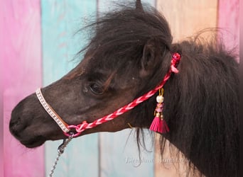 Falabella, Jument, 2 Ans, 74 cm