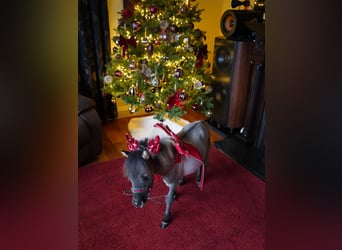 Falabella, Jument, 2 Ans, 76 cm