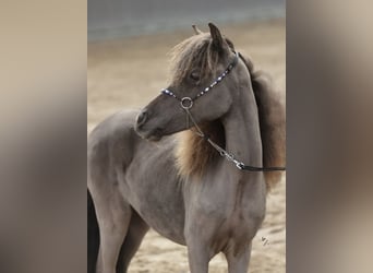 Falabella, Jument, 3 Ans, 88 cm