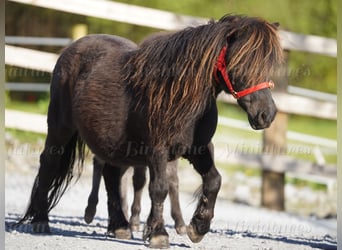 Falabella, Jument, 5 Ans, 79 cm