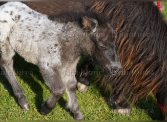 Falabella, Jument, 5 Ans, 79 cm