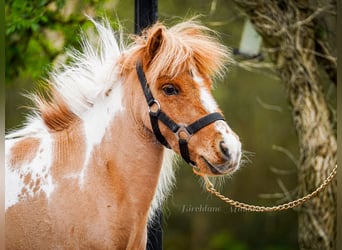 Falabella Croisé, Jument, 5 Ans, 86 cm