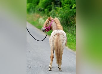 Falabella, Jument, 5 Ans, 87 cm, Léopard