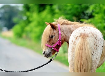 Falabella, Jument, 5 Ans, 87 cm, Léopard