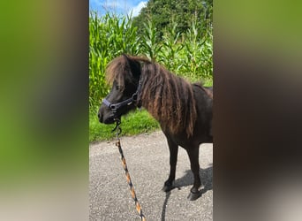 Falabella, Jument, 7 Ans, 98 cm, Léopard