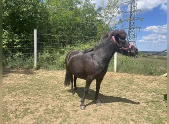 Falabella, Klacz, 10 lat, 85 cm, Gniada