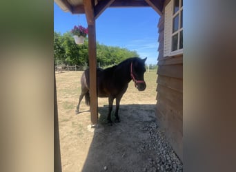 Falabella, Klacz, 10 lat, 85 cm, Gniada