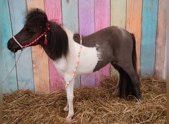 Falabella, Klacz, 2 lat, 74 cm