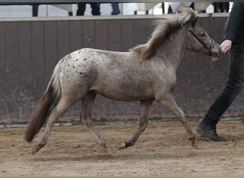 Falabella, Klacz, 2 lat, 90 cm