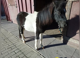 Falabella, Klacz, 3 lat, 95 cm, Srokata