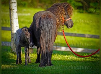 Falabella, Klacz, 5 lat, 79 cm
