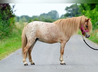 Falabella, Klacz, 5 lat, 87 cm, Tarantowata