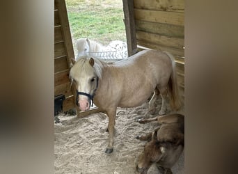 Falabella, Klacz, 7 lat, 76 cm, Izabelowata