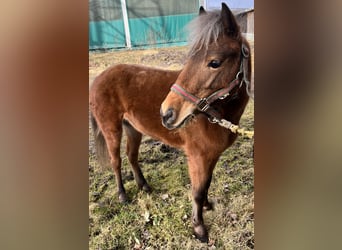 Falabella, Klacz, 7 lat, 95 cm, Bułana