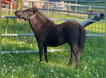 Falabella, Klacz, 7 lat, 98 cm, Tarantowata