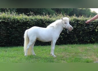 Falabella, Klacz, 9 lat, 84 cm, Cremello