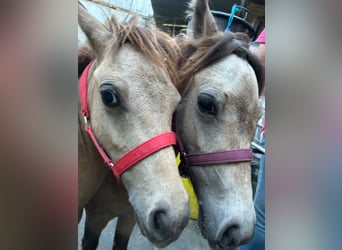 Falabella, Mare, 1 year, 7 hh, Leopard-Piebald