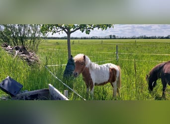 Falabella, Mare, 1 year, 8.1 hh, Pinto