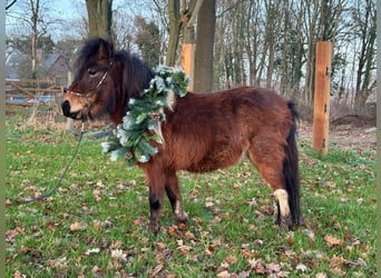 Falabella, Mare, 2 years, 7.3 hh, Tobiano-all-colors