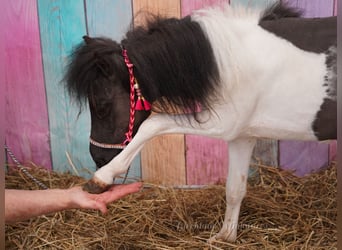 Falabella, Mare, 2 years, 7 hh