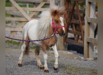 Falabella Mix, Mare, 2 years, 7 hh, Tobiano-all-colors