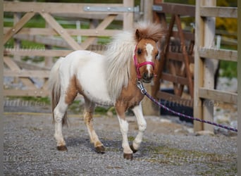Falabella Mix, Mare, 2 years, 7 hh, Tobiano-all-colors