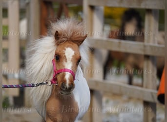 Falabella Mix, Mare, 2 years, 7 hh, Tobiano-all-colors