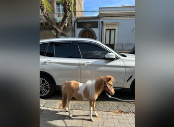Falabella, Mare, 3 years, 6.3 hh, Tobiano-all-colors