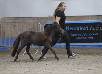Falabella, Mare, 3 years, 8,2 hh