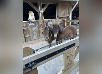 Falabella, Mare, 3 years, 8,2 hh