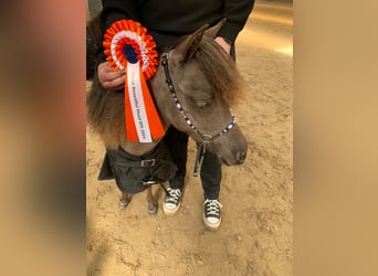 Falabella, Mare, 3 years, 8,2 hh