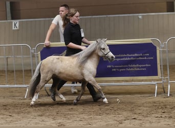 Falabella, Mare, 4 years, 8,2 hh, Palomino