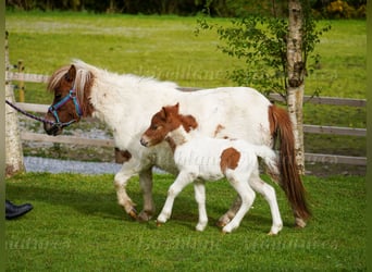 Falabella Mix, Mare, 5 years, 7.2 hh