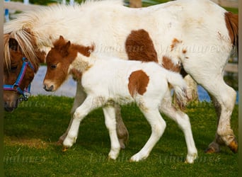 Falabella Mix, Mare, 5 years, 7.2 hh