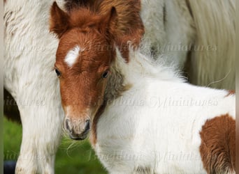 Falabella Mix, Mare, 5 years, 7.2 hh