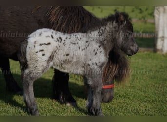Falabella, Mare, 5 years, 7.2 hh