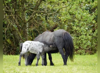 Falabella, Mare, 5 years, 7.2 hh