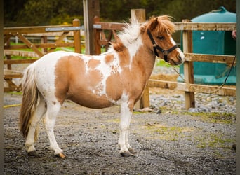Falabella Mix, Mare, 5 years, 8.1 hh
