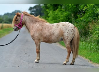 Falabella, Mare, 5 years, 8.2 hh, Leopard-Piebald