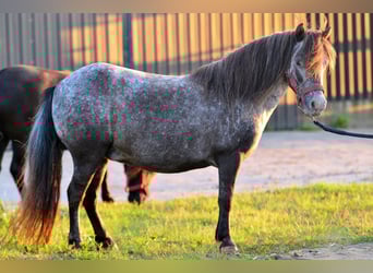 Falabella, Mare, 9 years, 8,2 hh, Leopard-Piebald