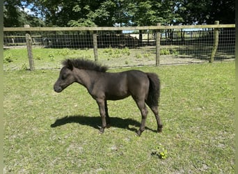 Falabella, Mare, Foal (04/2025), 7,2 hh, Black